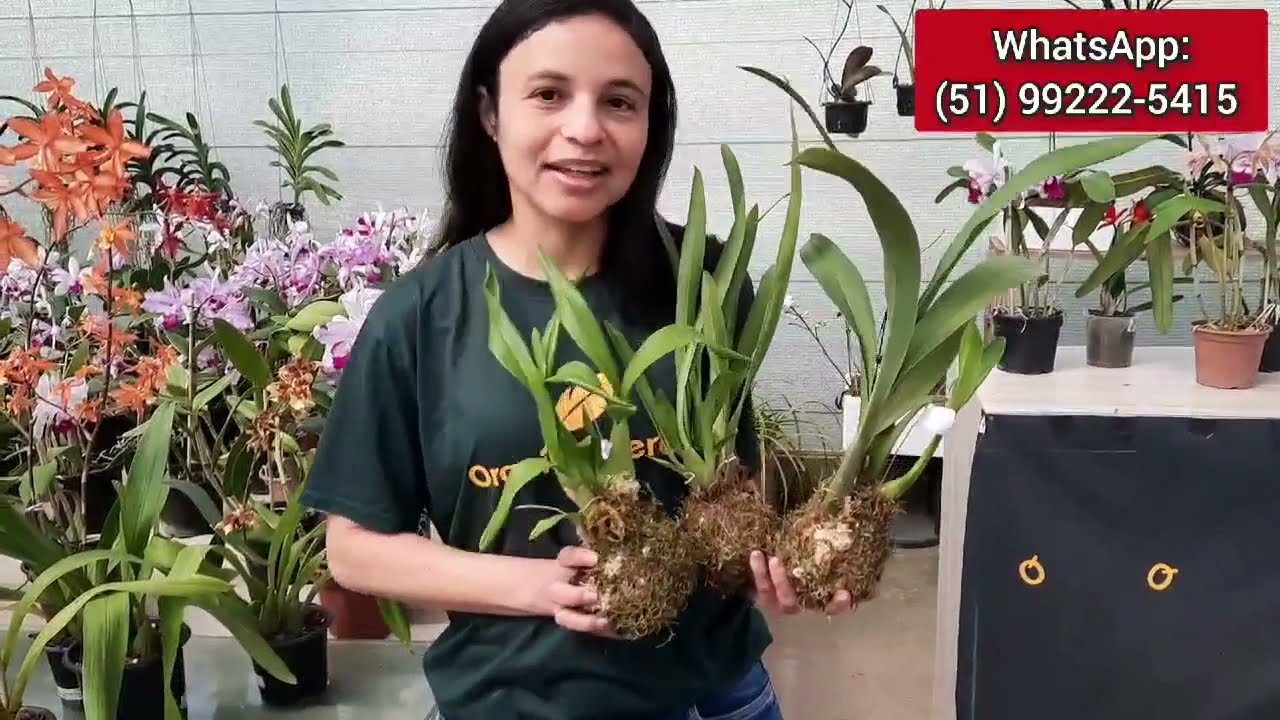 Caixa Orquídeas Direto Produtor com Vanda Florindo - thptnganamst.edu.vn