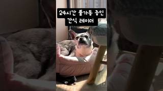 난청이 생겨 들리지않아요 #dogshorts #cutedog #shorts #노견일상 #강아지 #animals