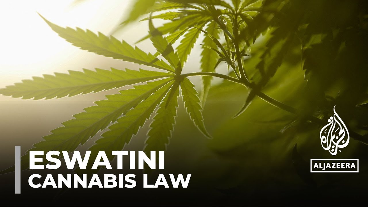 Eswatini cannabis trade: Government considers legalising cannabis farming