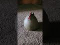 The chicken statue #shorts