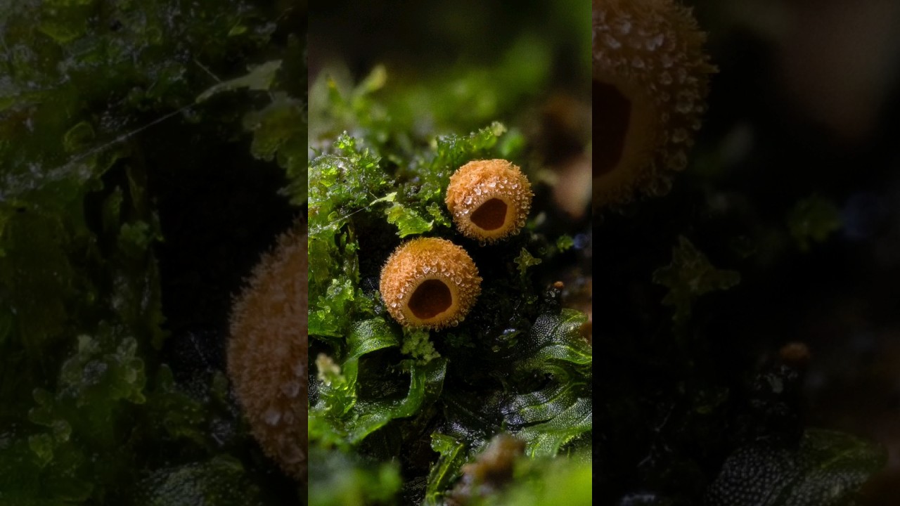 Tiny Fungi