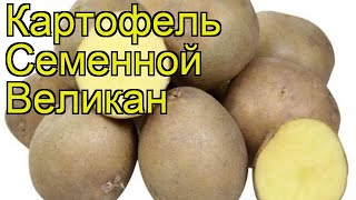 Картофель семенной Великан. Краткий обзор, описание характеристик, где купить картофель