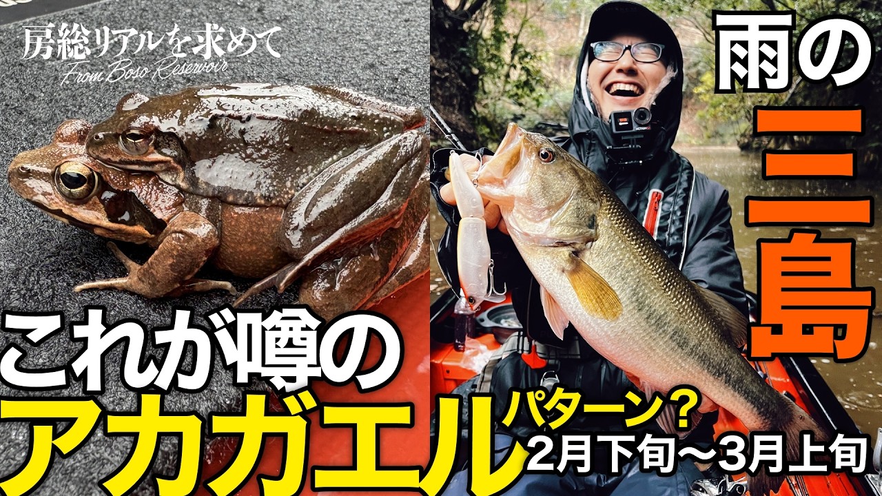 これが噂のアカガエルパターン...!? 2月下旬〜3月上旬の #三島ダム 暖かい雨の恩恵で初バスゲット！【房総リアルを求めて】 #バス釣り