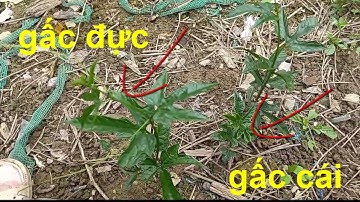 cách phân biệt cây GẤC ĐỰC  HAY GẤC CÁI khi cây gấc đang còn bé!