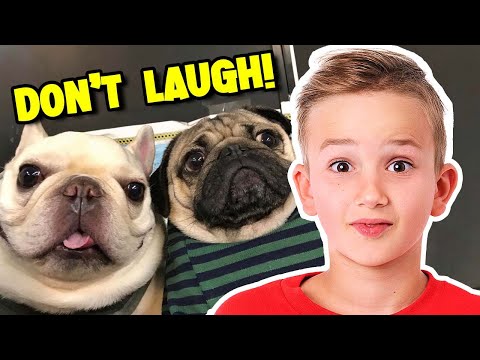 تحدي حاول ألا تضحك