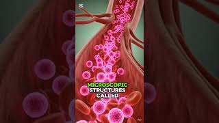 What Happens Immediately After a Paracetamol Overdose | 3D Medical Animation