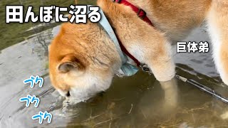 田んぼ愛に目覚めた柴犬たちがかわいい