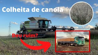 Colheita de canola no Paraguay. Deu ruim? Vídeo cinematográfico