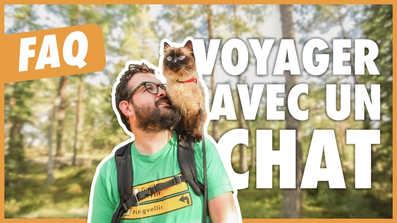 Comment Voyager Avec Un Chat Nos Meilleurs Conseils Et Astuces