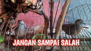 Cara memilih perkutut untuk pikat ANTI GAGAL‼️