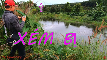 Lure Cá Lóc Chiều Mưa Bão Xém Bị Gãy Cần | Câu cá lóc tự nhiên