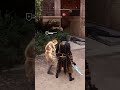 Assassin's Creed Mirage - Dhahabi Outfit Meets Prince of Persia | Epic Stealth &amp; Combat Gameplay