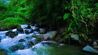 Mount Stream Forest River Relaxing water sound, Nature white noise, river sound for sleeping