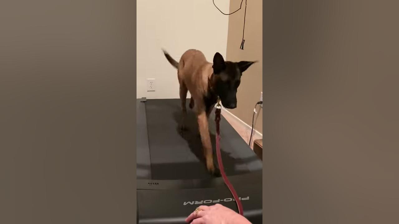 Phoenix dog training teaches Sadie (Belgian malinois