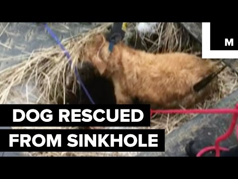 Video: Pet Scoop: Brannmenn Redningshund fra Sinkhole, første fisk tatt ut truet liste