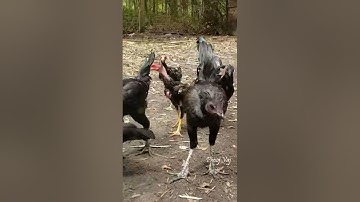 Qaib Hmoob Qaib Xiav Nqaij Qaib Dub Nqaig