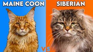Maine Coon Cat vs Siberian Cat - How To Identify Them