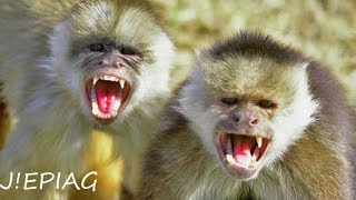 Нападение обезьяны на человека | МАЛАЙЗИЯ  | Пещеры БАТУ