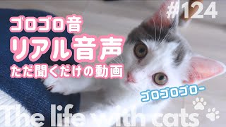 ゴロゴロ音、リアル音声、ただ聞くだけの動画(The cat clears its throat.)