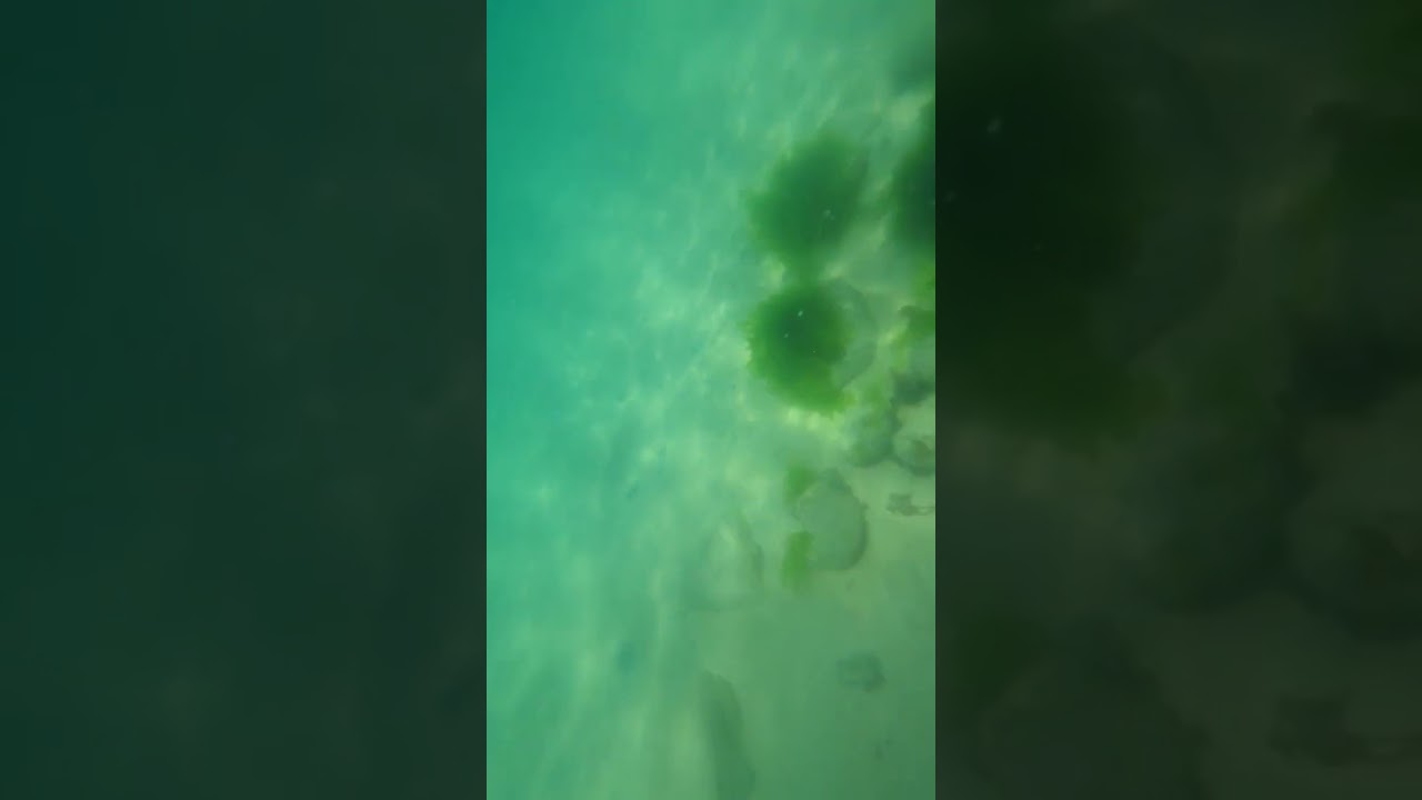 치어무더기 고성 삼포해수욕장 스너클링 포인트 / Goseong Sampo Beach Snorkeling