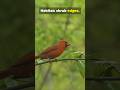 The messenger in Red (Northern Cardinal)