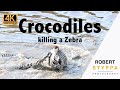Crocodiles Attack And Drown A Zebra In The Mara River In Kenya Crocodiles Attack And Drown A Zebra In The Mara River In Kenya
