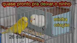 Minha criação de periquito / Um  filhotes quase deixando o ninho by Anésio M. V. B 644 views 8 months ago 1 minute, 9 seconds