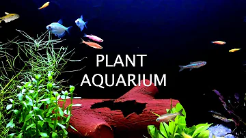 Best 4K Aquarium for Relaxation | Sleep Relax Meditation Music | 4K UHD Screensaver