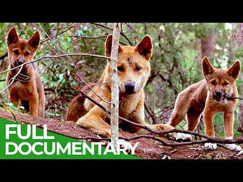 Wildlife Instincts: A Family Bond - Dingoes | Free Documentary Nature