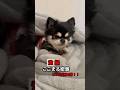 激録ここまる密着24時!!【part1】ここまるをダメにしたのは私の責任です。 #チワワ #犬 #犬のいる生活 #犬の気持ち#起きない犬#寝ながらご飯#可愛い犬#癒し動画