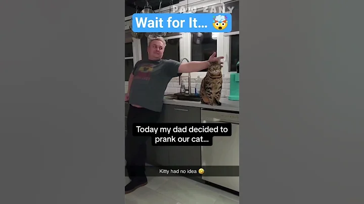 Dad Tried to Prank the Cat… But 😂 #cats #funny #funnycats