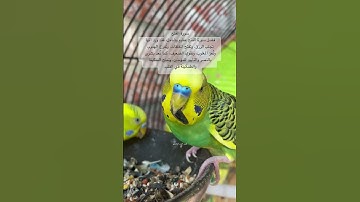 #سورة_الفتح #قرآن فضل السورة موجود في التعليقات #مصر #عبدالباسط_عبدالصمد #طيور #quran #birds #texas