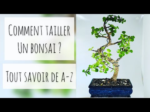 Vidéo: Comment tailler un saule pleureur nain ?