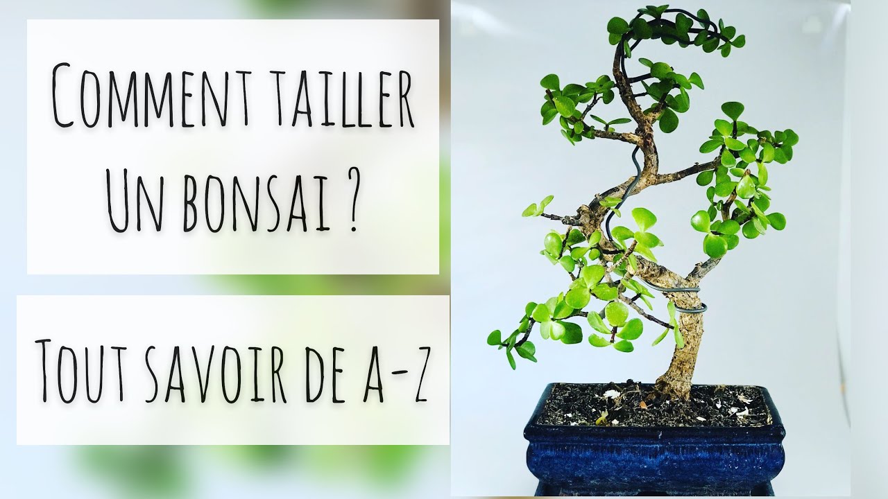 Planter et entretenir un bonsaï