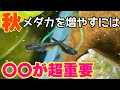 秋に簡単にメダカを増やすポイントは○○が超重要！秋に産卵、採卵させるコツ！メダカ睡蓮ビオトープ
