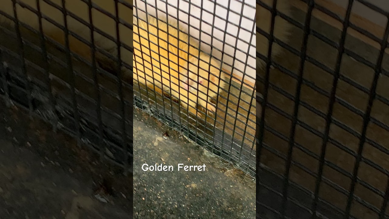 Golden Ferret in a Cage 