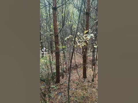 Листья падают с ясени...)🍁🍂 - YouTube