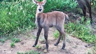 This Fluffy Baby Waterbuck Is Melting Hearts
