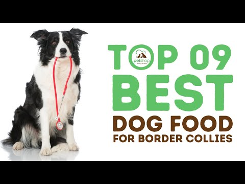 Top Best Dog Food for Border Collies