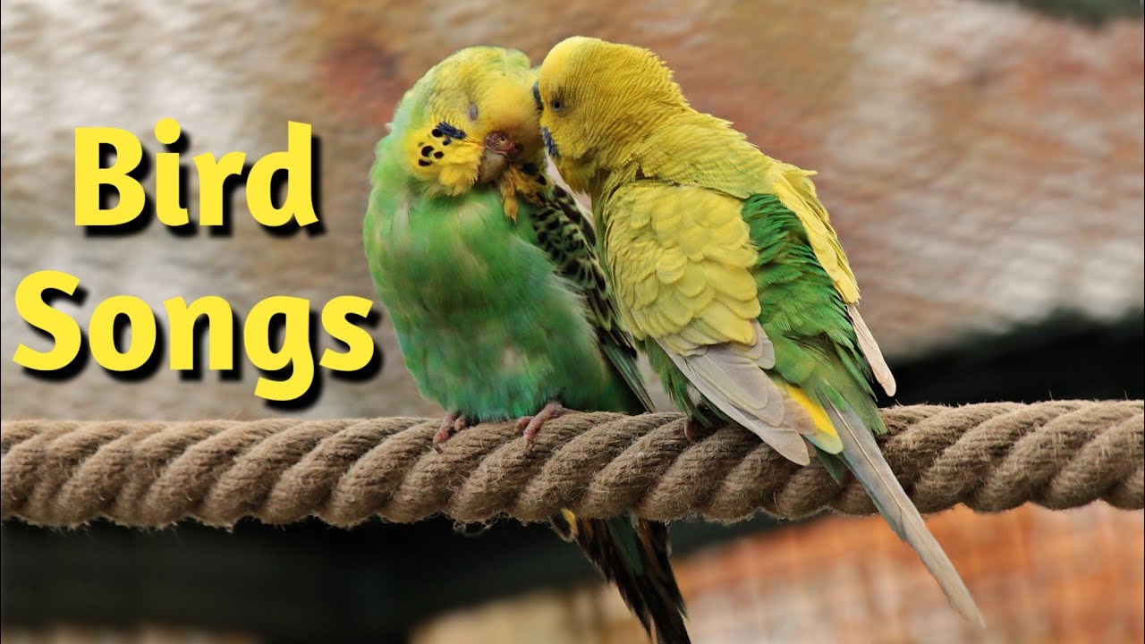 Budgie Sounds Bird Song For Lonely Birds YouTube