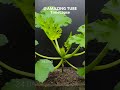 Zucchini - Time Lapse #plants #amazingtube