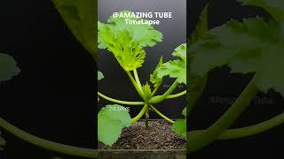 Zucchini - Time Lapse #Plants #Amazingtube