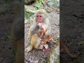 eating monkey 🐒#monkey #shortviralvideos