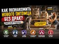 Новый котёнок дома? Главные ошибки знакомства животных