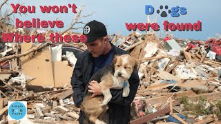 Dog buried from tornado by Simple Dog Facts 89 views 11 months ago 9 minutes, 7 seconds
