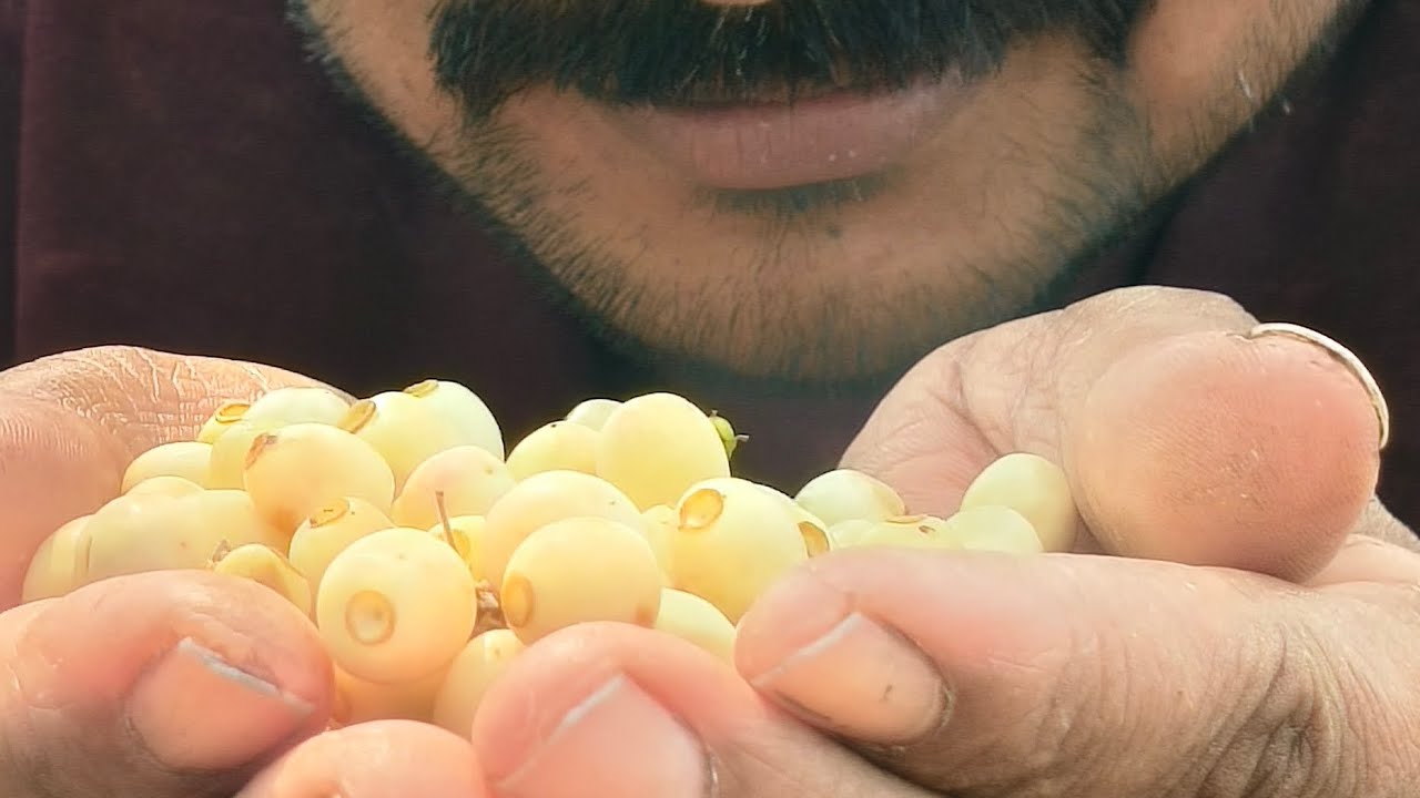 😋😋kottakka കഴിച്ചിട്ടുണ്ടോ ഗൂയ്‌സ് 😋😋