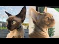 DEVON REX CAT BREED 2021 の動画、YouTube動画。