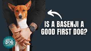 12 Things Only Basenji Dog Owners Understand