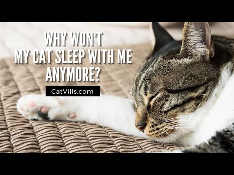 Video: Kodėl ne mano katė miega miegoje su manimi?