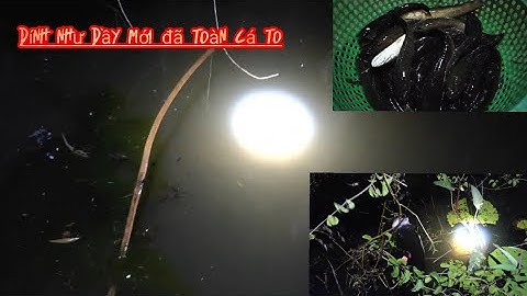 Cắm câu cá lóc dính thấy ham | điểm cắm câu mới  còn nhiều cá bự | Long An quê tôi